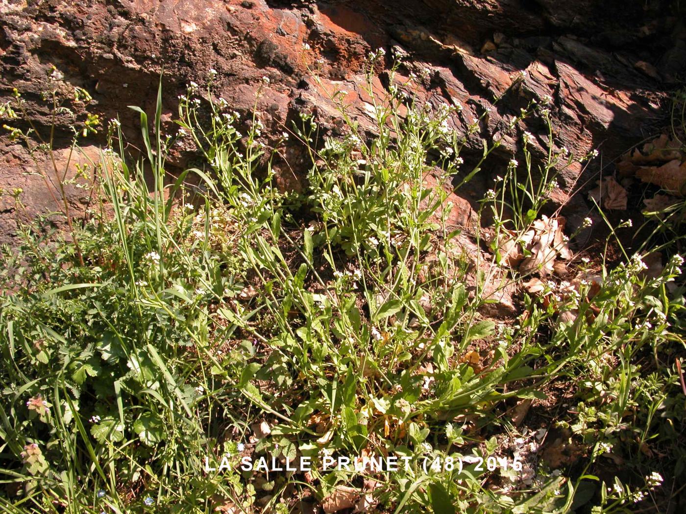 White Ball Mustard plant